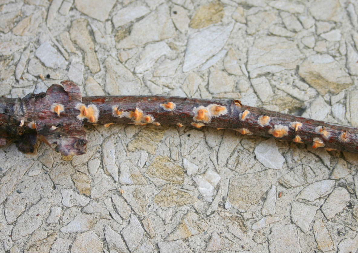 Peniophora aurantiaca? (Peniophora aurantiaca)